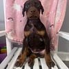 Doberman Puppies AKC & CKC