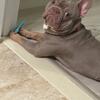 French bulldog stud