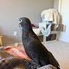 Vasa Parrot (rare species)