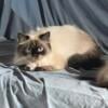 Ragdoll Himalayan asking price or best offer