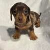 Mini Dachshund puppies