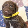 AKC Brown Standard Poodle puppies. Ready to Go!