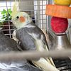 5 Cockatiel birds with large cage