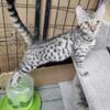 Tica Bengal Beautiful spotted reg. 7 months old male