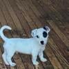 Jack Russell Terrier Puppies