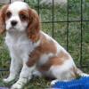 Cavalier King Charles Spaniel Puppies AKC (Lori's)