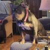 ABKC BLUE TRI POCKET BULLY FEMALE LOOKING FOR STUD