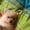 Pomeranian puppy’s 