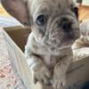 Full AKC French Bulldog male