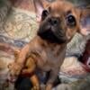 Female French bulldog-Pug