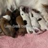 Shaded Red/Cream Piebald longhair dachshund puppies