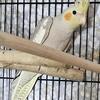 Young cockatiel