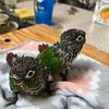 Baby Green cheeks conure