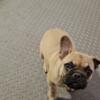 12 week old female frenchie 