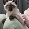 Siamese kitten