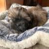 One male shih tzu ready to meet his new family