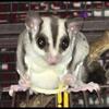 Sugar gliders