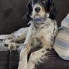 Purebred English Setter Puppies Ready to go to their forever homes