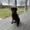 Proven Stud for Hire  AKC registered Chocolate Lab