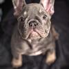 Lilac and Tan Female Frenchie