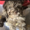 Male Shihpoo