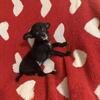 Chihuahua puppies for sale
