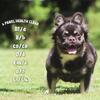 Frenchie (male fluffy & fluffy carrier female)