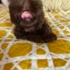 Male CKC Imperial Liver Shih Tzu ready now