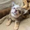Beautiful Chihuahua Puppies