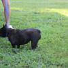 REDUCED - YOUNG ADULT FEMALE FRENCHIES