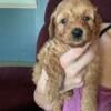 Please adopt my Mini golden doodle puppies