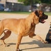 South African Boerboel