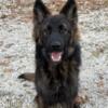 Long coat dark sable WL young male, AKC registered