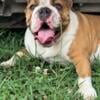 AKC English Bulldog female