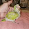 Quaker Babies Weaned