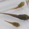 Bullfrogs and bullfrog tadpols
