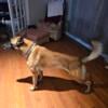 AKC registered purebred Belgian Malinois Puppies