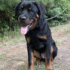 Rottweiler Pup 6 Months For Sale