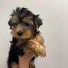 Yorkshire Terrier puppies available for reservation