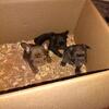 FLUFFY French Bulldog Puppies!! Plenty of character