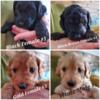 Oodles of Doodles! GOLDENDOODLE PUPPIES!