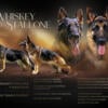 AKC registered German Shepherd puppies