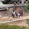 AKC Boston terriers 