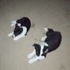 Border Collies