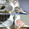 Pigeons For Sale | Show Pigeons For Sale | Satinettes | Blondinettes | Pigeons for sale - Late Fall 2021