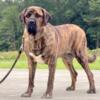 Caucasian Shepherd cross Fila Brasileiro 2 females