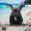 French Bulldog puppies Females