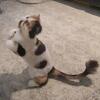 ISO persian or Himmie stud