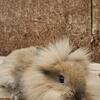 Holland lop and lionlop rabbit/rabbits/bunnies