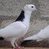 For sale of rare high-flying pigeons